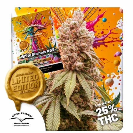 White Gushers #33 Samen > Dutch Passion | Feminisierte Hanfsamen  |  Indica